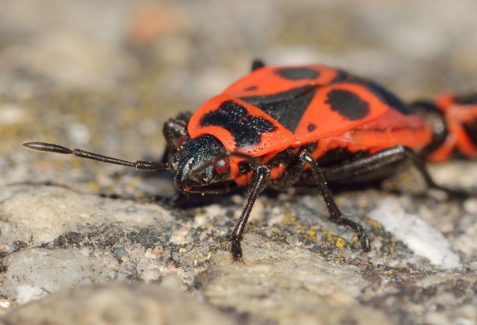Клоп-солдатик – Pyrrhocoris apterus