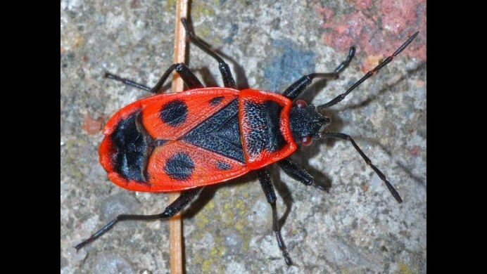 Клоп-солдатик Pyrrhocoris