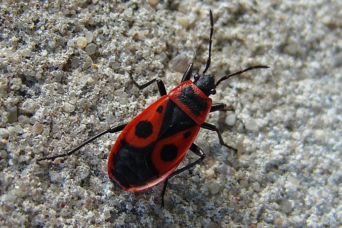 Клоп-солдатик Pyrrhocoris