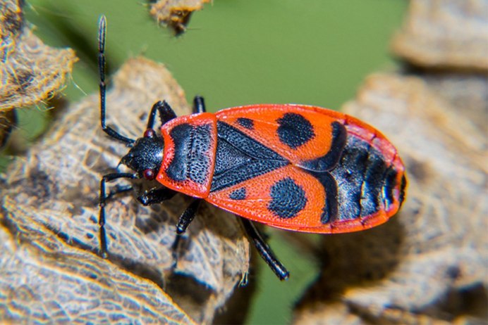 Клоп-солдатик – Pyrrhocoris apterus