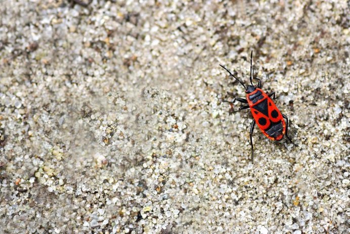 Клоп-солдатик – Pyrrhocoris apterus