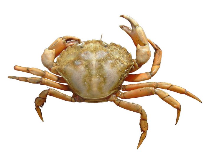 Carcinus Maenas