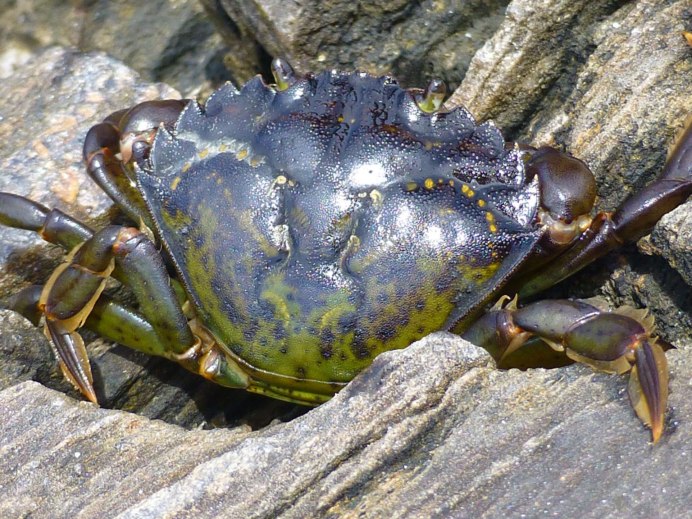 Carcinus aestuarii