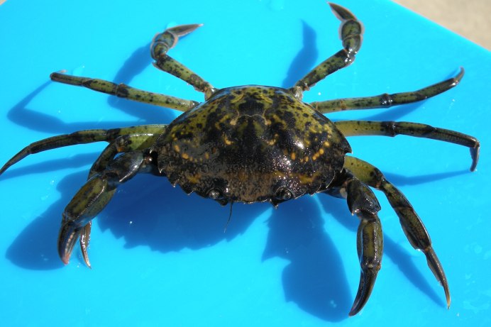 Травяной краб (Carcinus Maenas)