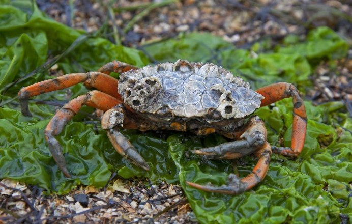 Крабы Carcinus Maenas широкогрудые и узкогрудые