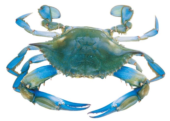 Paralithodes camtschatica