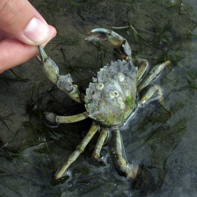 Carcinus Maenas