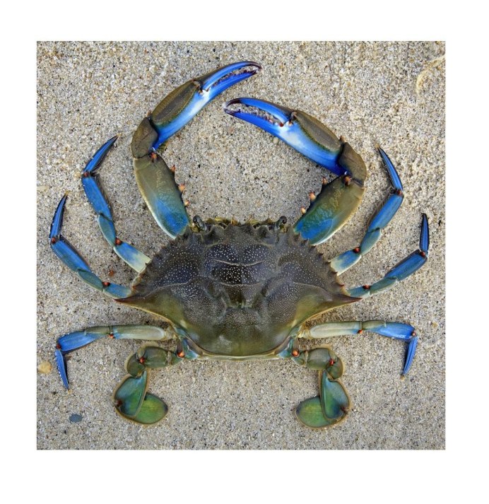 Краб эскиз