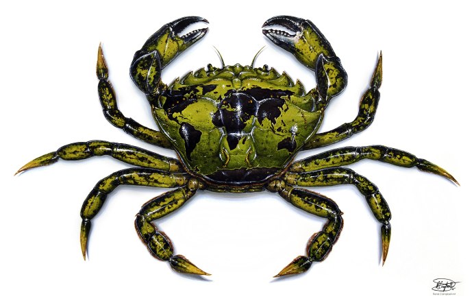 Carcinus aestuarii