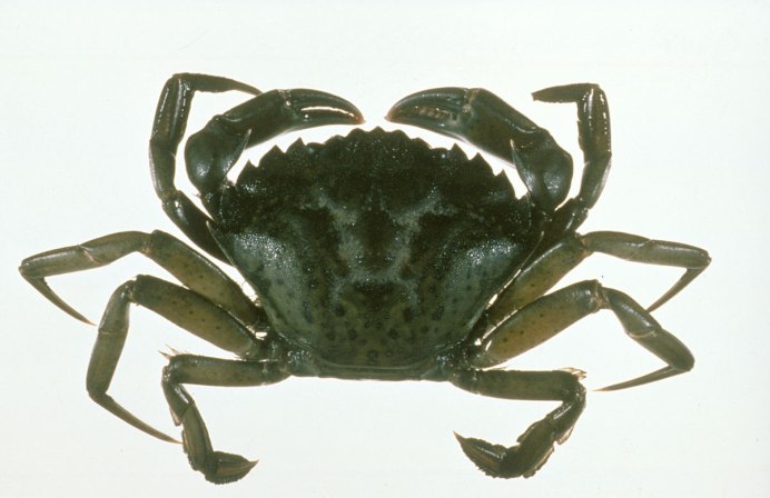 Carcinus Maenas