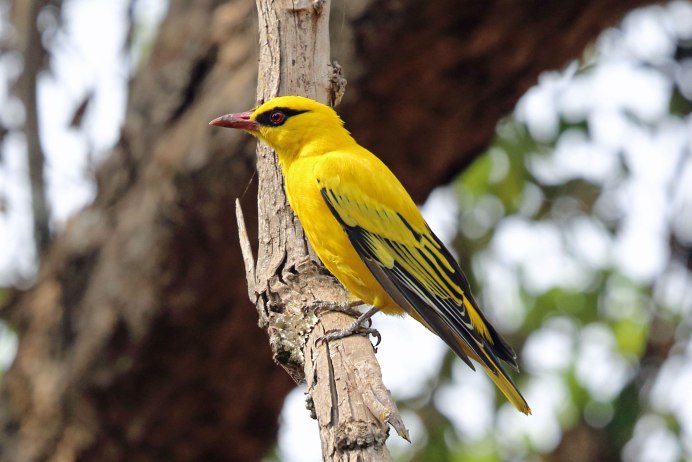 Green Warbler птица