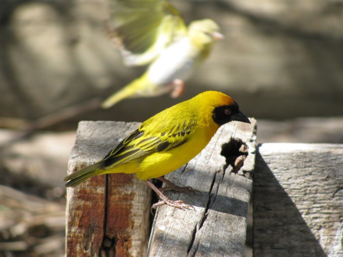 Carduelis tristis