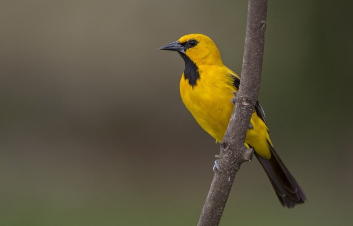 Yellow Warbler