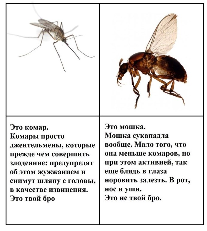 Мокрец мошка под микроскопом