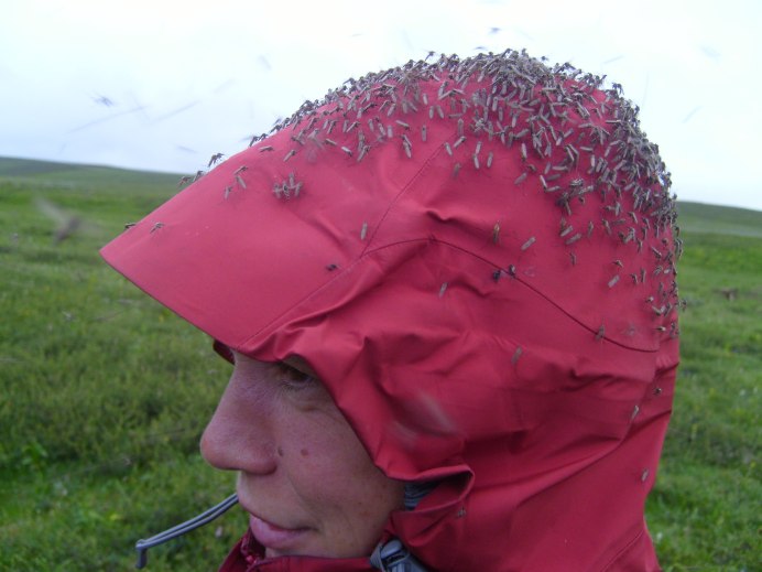 Гнус Рой