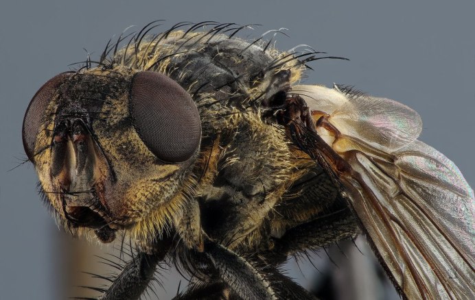 Мошки Simuliidae