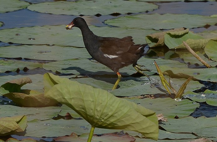 Камышница Доминикана