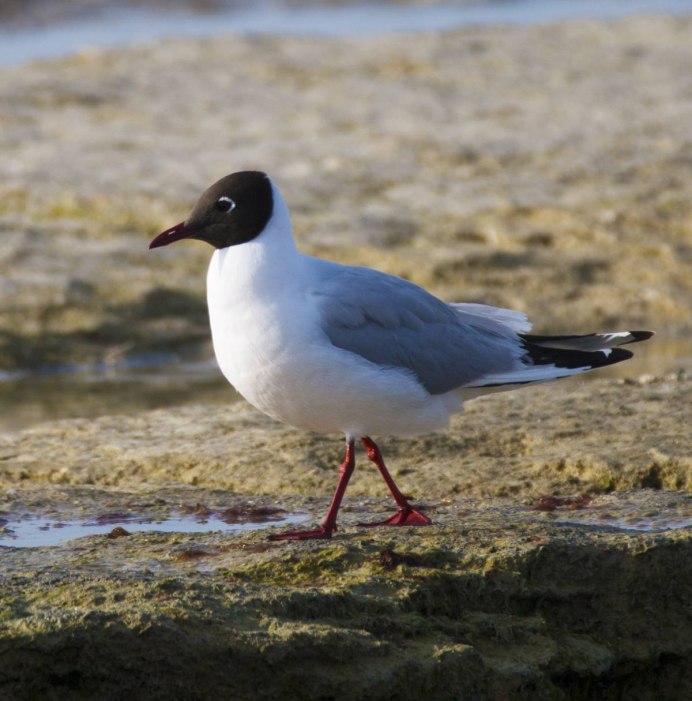 Озерная Чайка