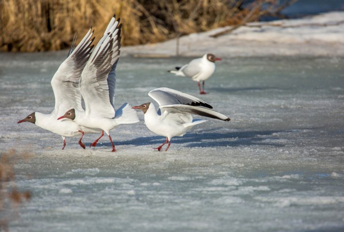 Озерная Чайка зимой