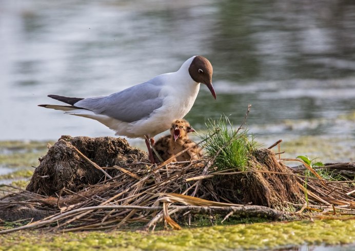 Озерная Чайка гнездо