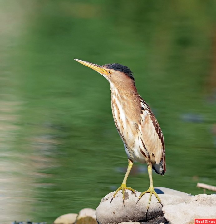 Выпь волчок