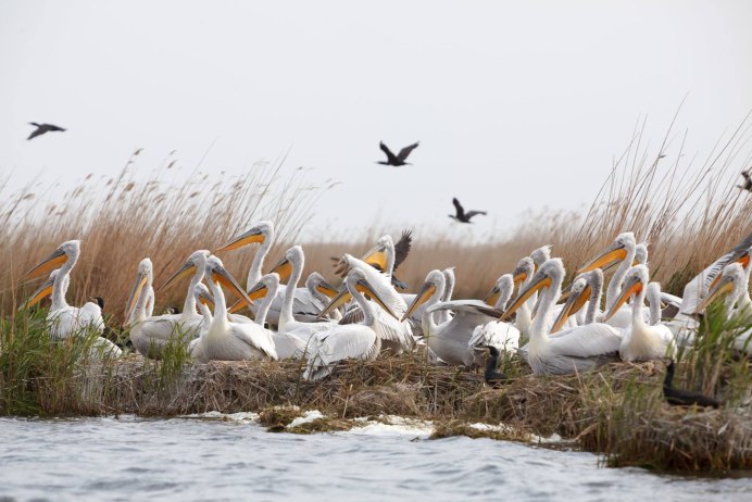Селезень кряквы весной
