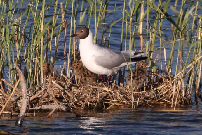 Чайка Речная птица