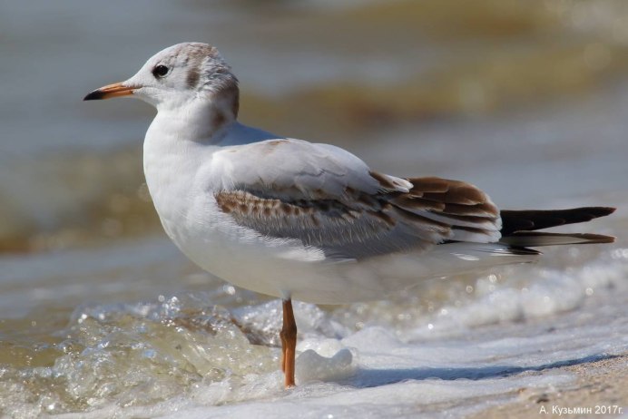 Озерная Чайка