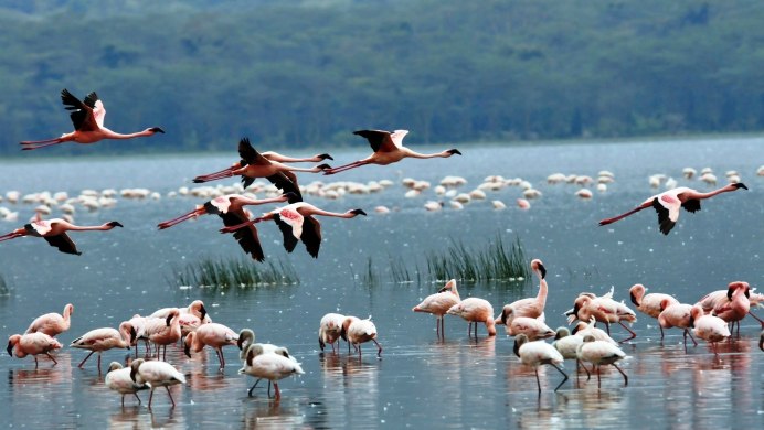 Озеро Богория Кения