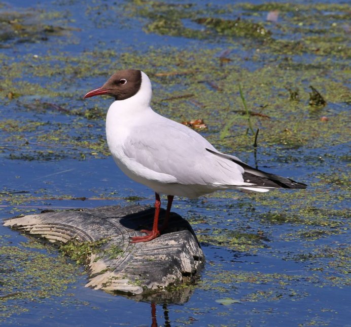 Озёрная Чайка (Larus ridibundus)