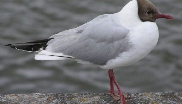 Кряквы на озере