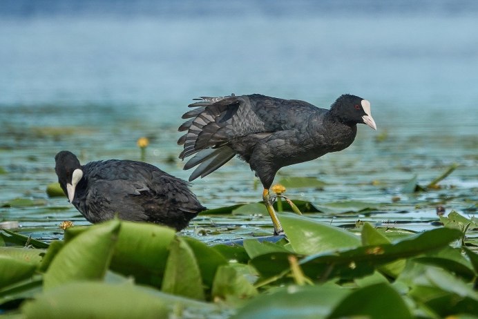 Птица лысуха Озерная птица