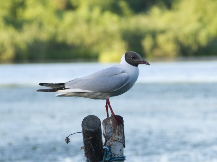 Озерная черноголовая Чайка Лобня