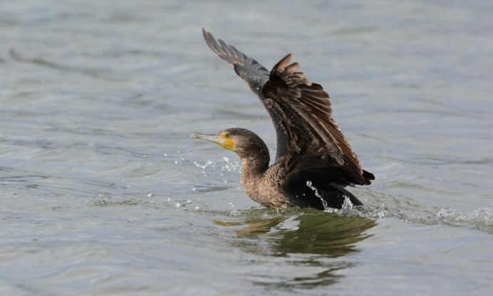 Птица рыболов Баклан