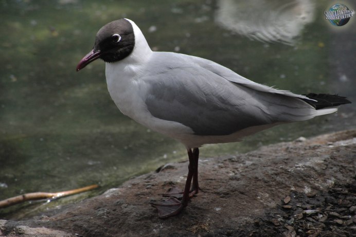 Larus ridibundus