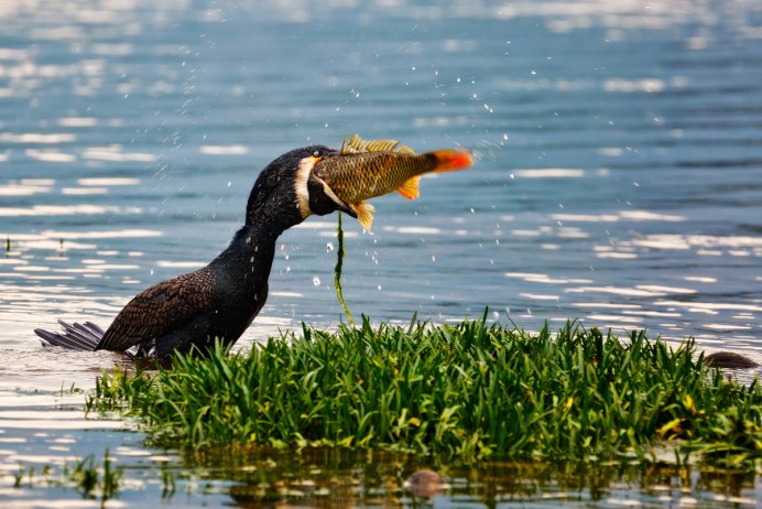 Утка Баклан