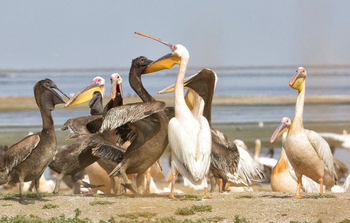 Маныч Гудило розовые Пеликаны
