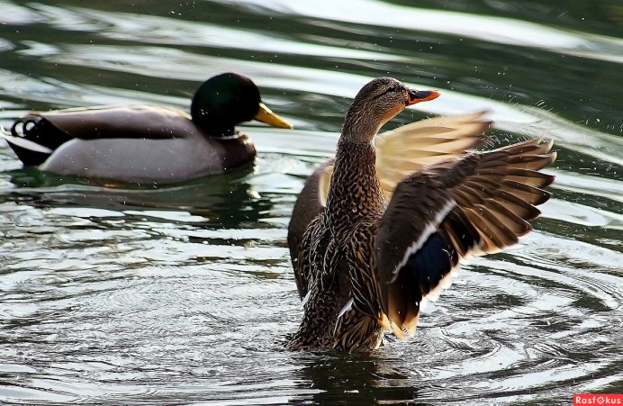 Утки на озере