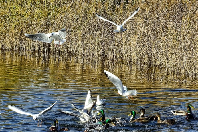 Чайки на озере
