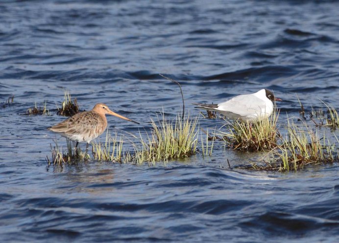 Разновидность Озёрных птицах