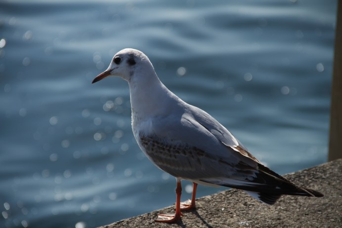 Птица Токио — Озёрная Чайка