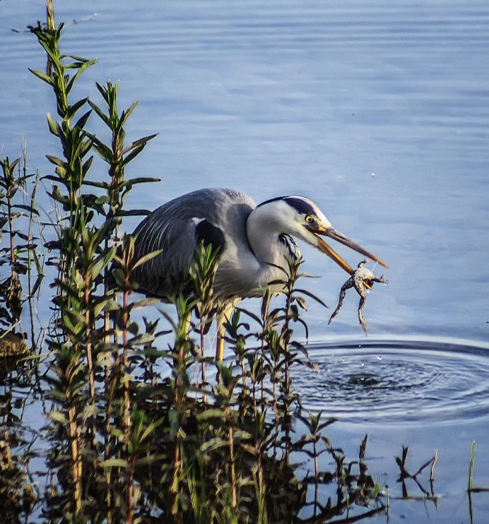 Озёрные птицы Калининградской области