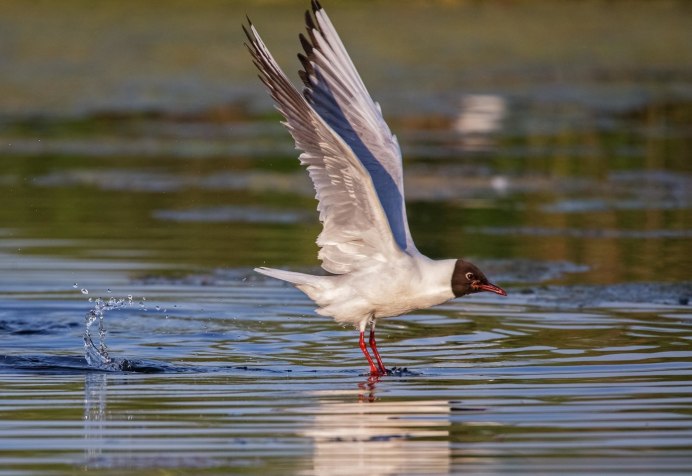 Озерные Чайки весной
