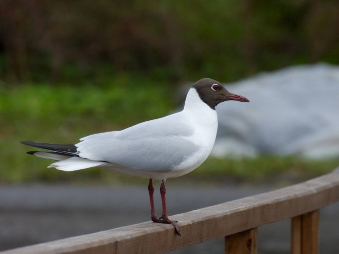 Озёрная Чайка (Larus ridibundus)