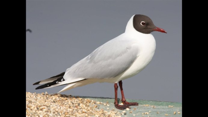 Larus ridibundus (отряд Ржанкообразные)