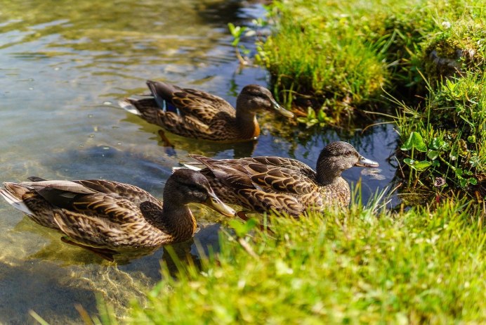 Водоплавающие птицы озера Селигер