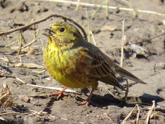 Yellow-Rumped Warbler птица Yellow Rumped