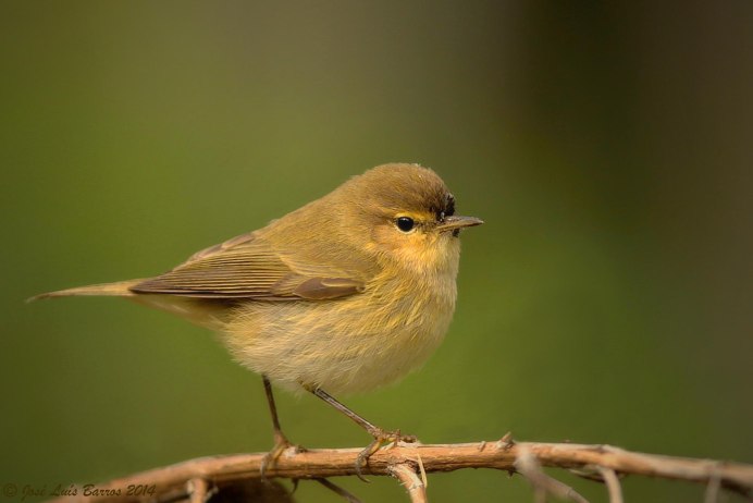 Синичка зеленушка