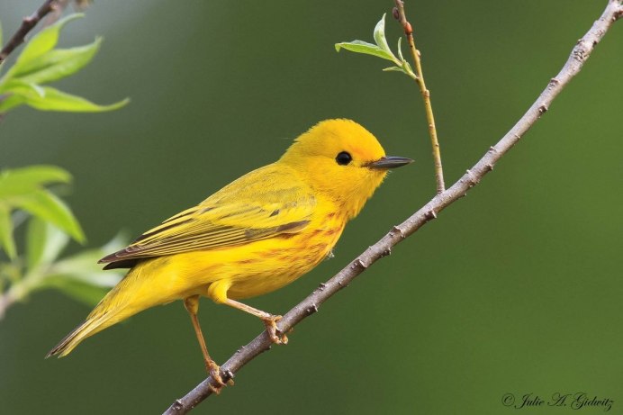 Лесная канарейка зеленушка