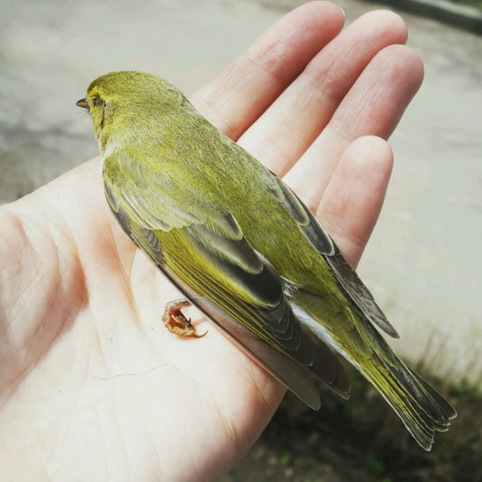 Птица Yellow Rumped Warbler